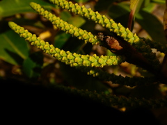 Excoecaria agallocha