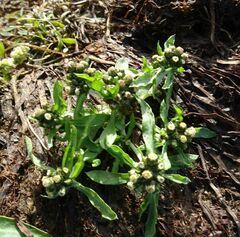 Gnaphalium pilulare