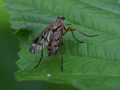Rhagio