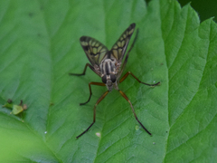 Rhagio