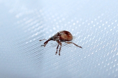 Corimalia tamarisci