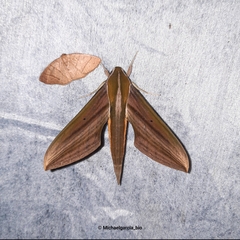Xylophanes resta