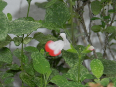 Salvia microphylla microphylla