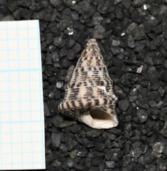 Jujubinus exasperatus