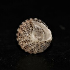 Jujubinus exasperatus