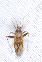 Phytocoris austriacus