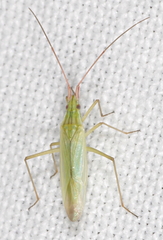Trigonotylus