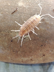 Halophiloscia couchii