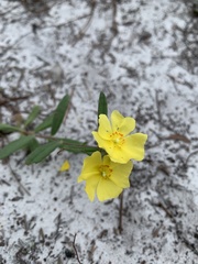 Crocanthemum corymbosum