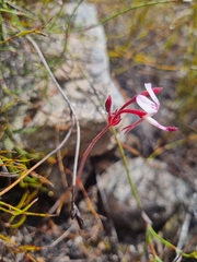 Pelargonium saxatile