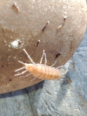 Halophiloscia couchii