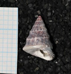 Jujubinus exasperatus