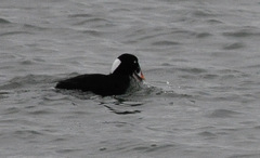 Somateria spectabilis