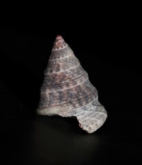 Jujubinus exasperatus