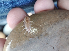 Halophiloscia couchii