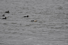 Somateria spectabilis