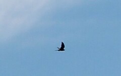 Falconiformes