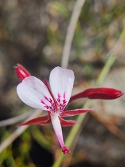Pelargonium saxatile