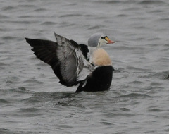 Somateria spectabilis