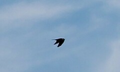 Falconiformes