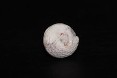 Jujubinus exasperatus