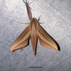 Xylophanes loelia