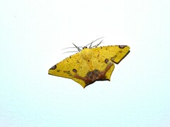 Nepheloleuca illiturata