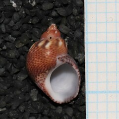 Tricolia pullus