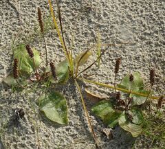 Plantago major intermedia