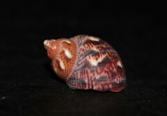 Tricolia pullus