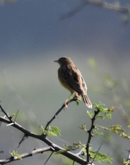 Cisticola juncidis