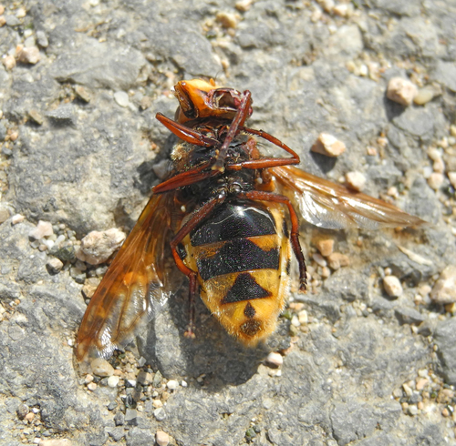 Hornet Mimic Hover Fly photo 3