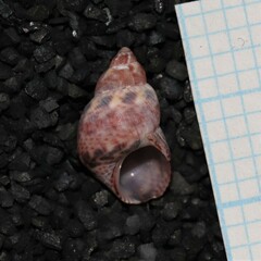Tricolia pullus