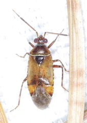 Alloeotomus germanicus