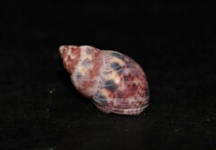 Tricolia pullus