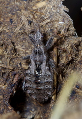 Coranus