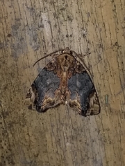 Drobeta