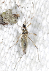 Gampsocoris