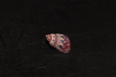 Tricolia pullus