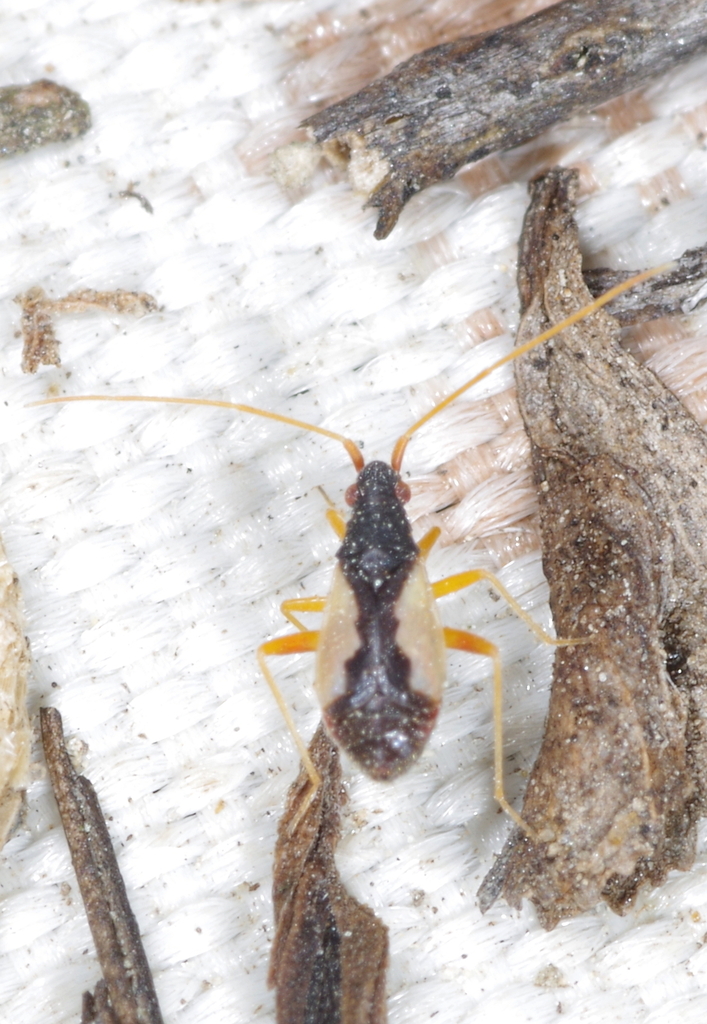 Hallodapus suturalis