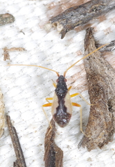 Hallodapus suturalis