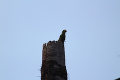 Orthopsittaca manilatus