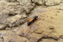 Priocnemis conformis