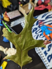 Quercus palustris
