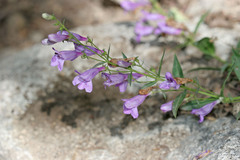 Penstemon platyphyllus