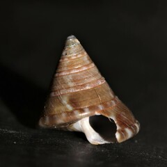 Calliostoma conulus
