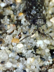 Ligia oceanica