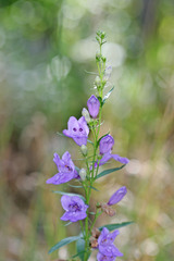 Penstemon platyphyllus