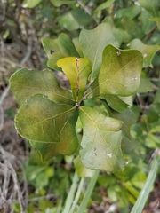 Quercus myrtifolia