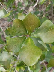 Quercus myrtifolia